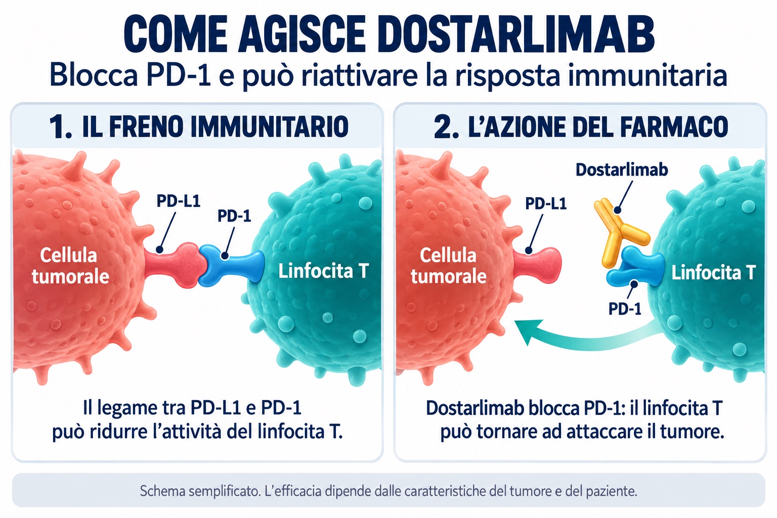 Dostarlimab, la frontiera dell’immunoterapia: che cosa può fare davvero e come si accede alle cure in Italia